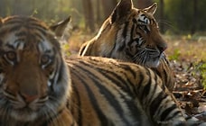 Bandhavgarh Tiger Reserve