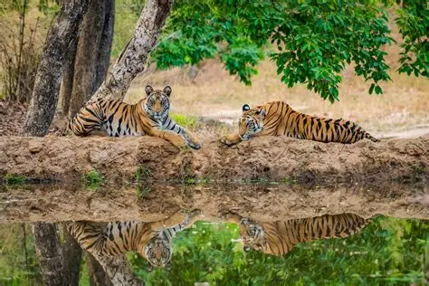 Kanha National Park Tiger